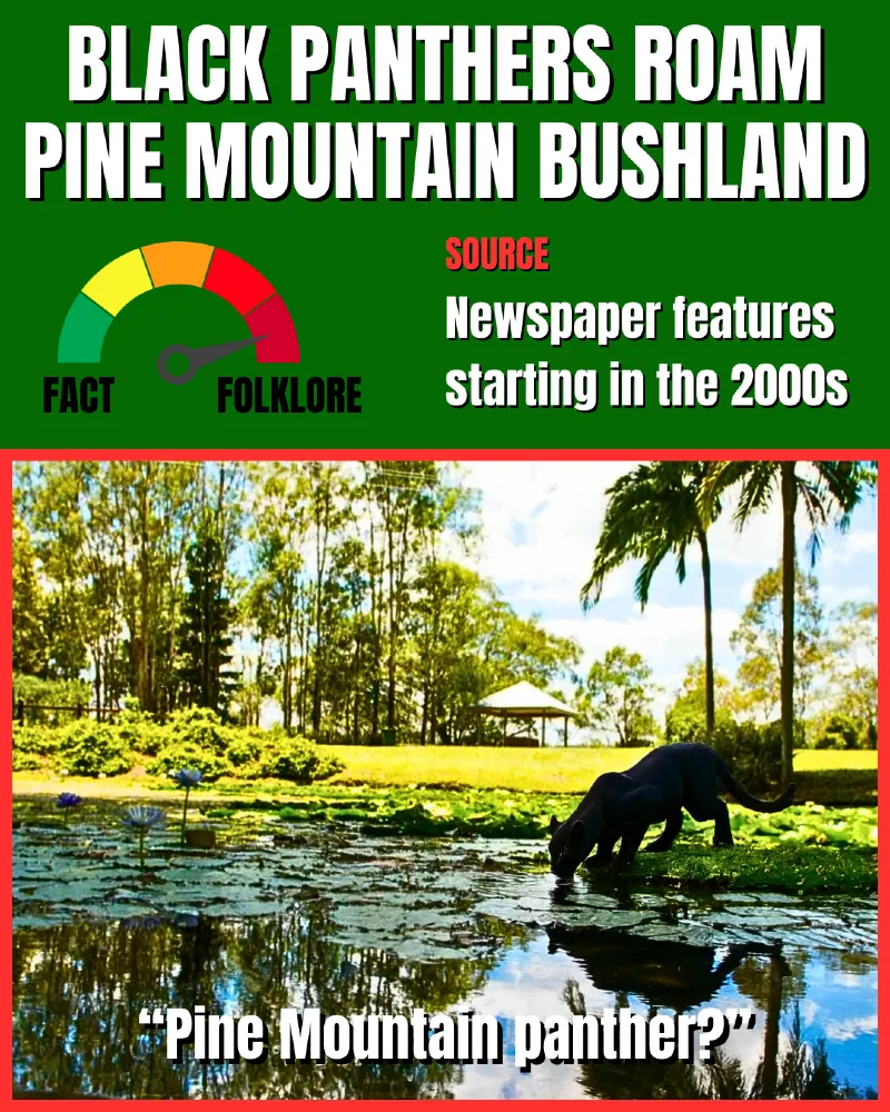 Panther in Pine Mountain