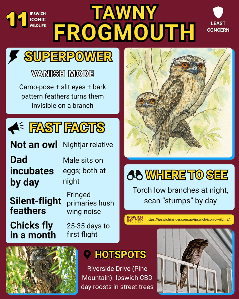 Tawny Frogmouth – Ipswich Insider card