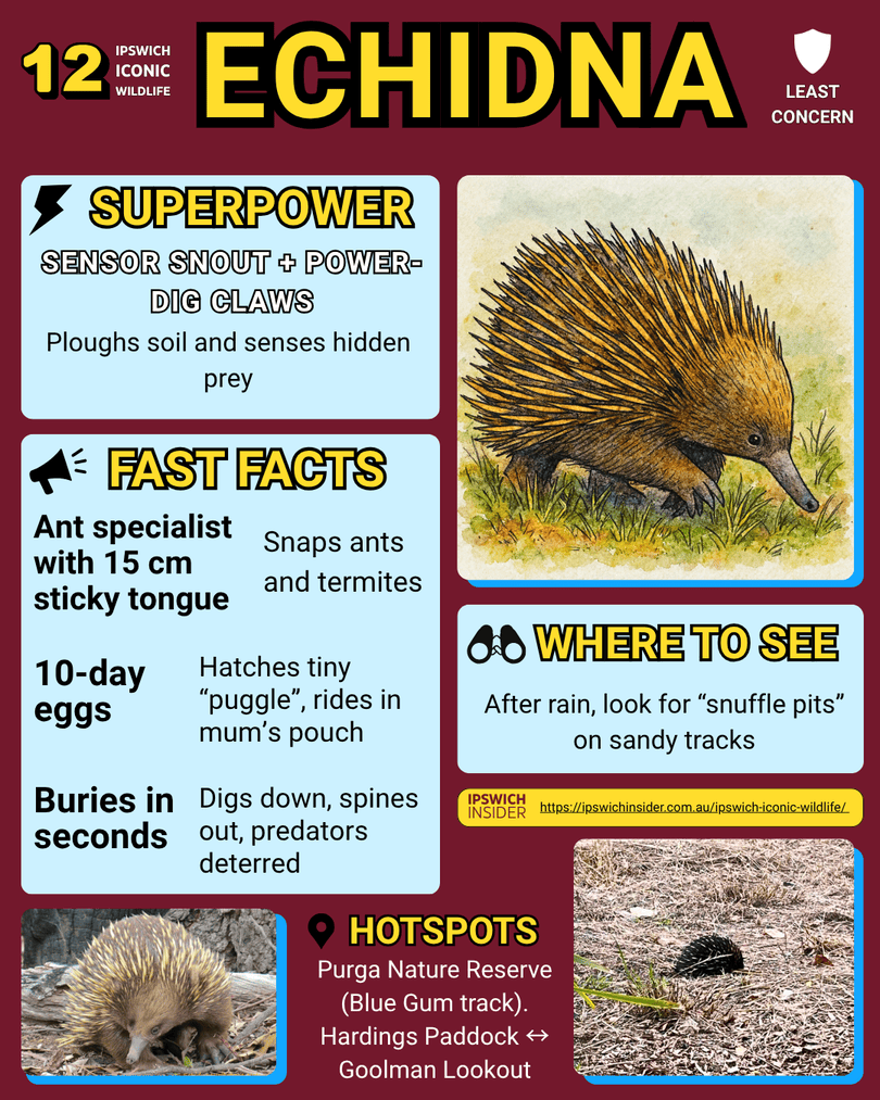 Short-beaked Echidna – Ipswich Insider card