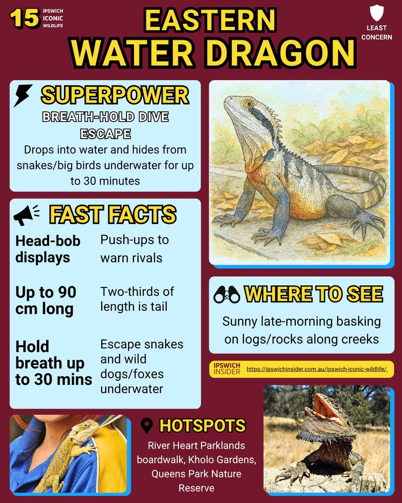 Eastern Water Dragon – Ipswich Insider card