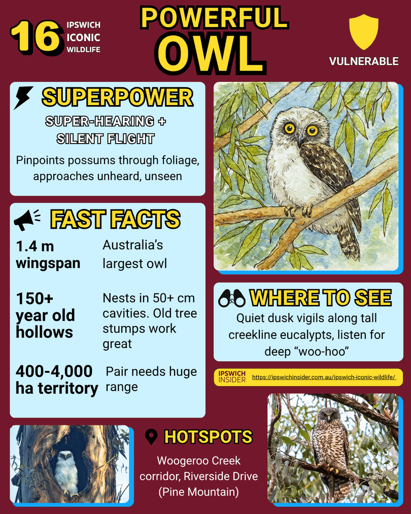 Powerful Owl – Ipswich Insider card