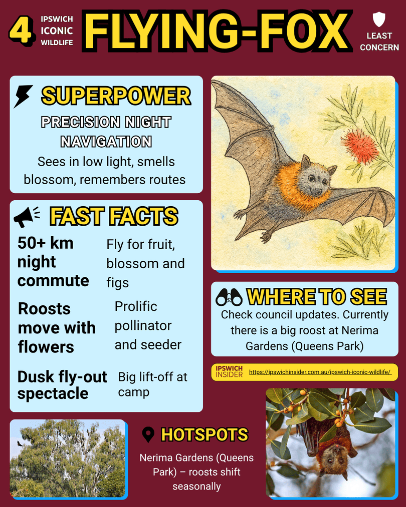 Grey-headed Flying-fox – Ipswich Insider card