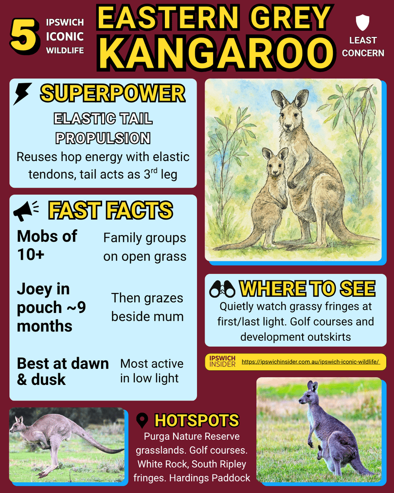 Eastern Grey Kangaroo – Ipswich Insider card
