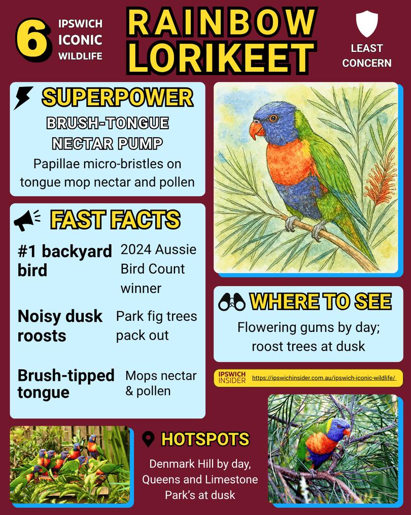 Rainbow Lorikeet – Ipswich Insider card