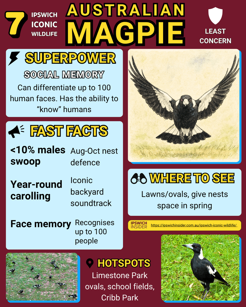 Australian Magpie – Ipswich Insider card