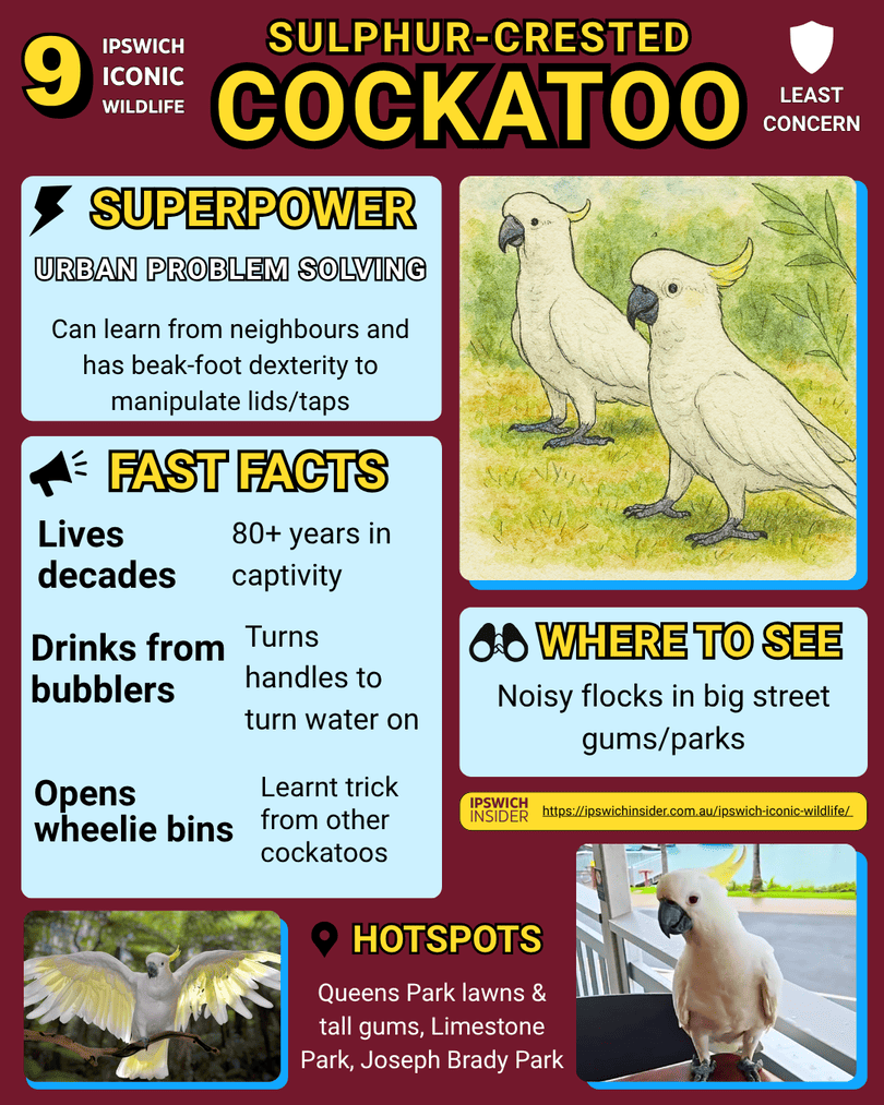 Sulphur-crested Cockatoo – Ipswich Insider card