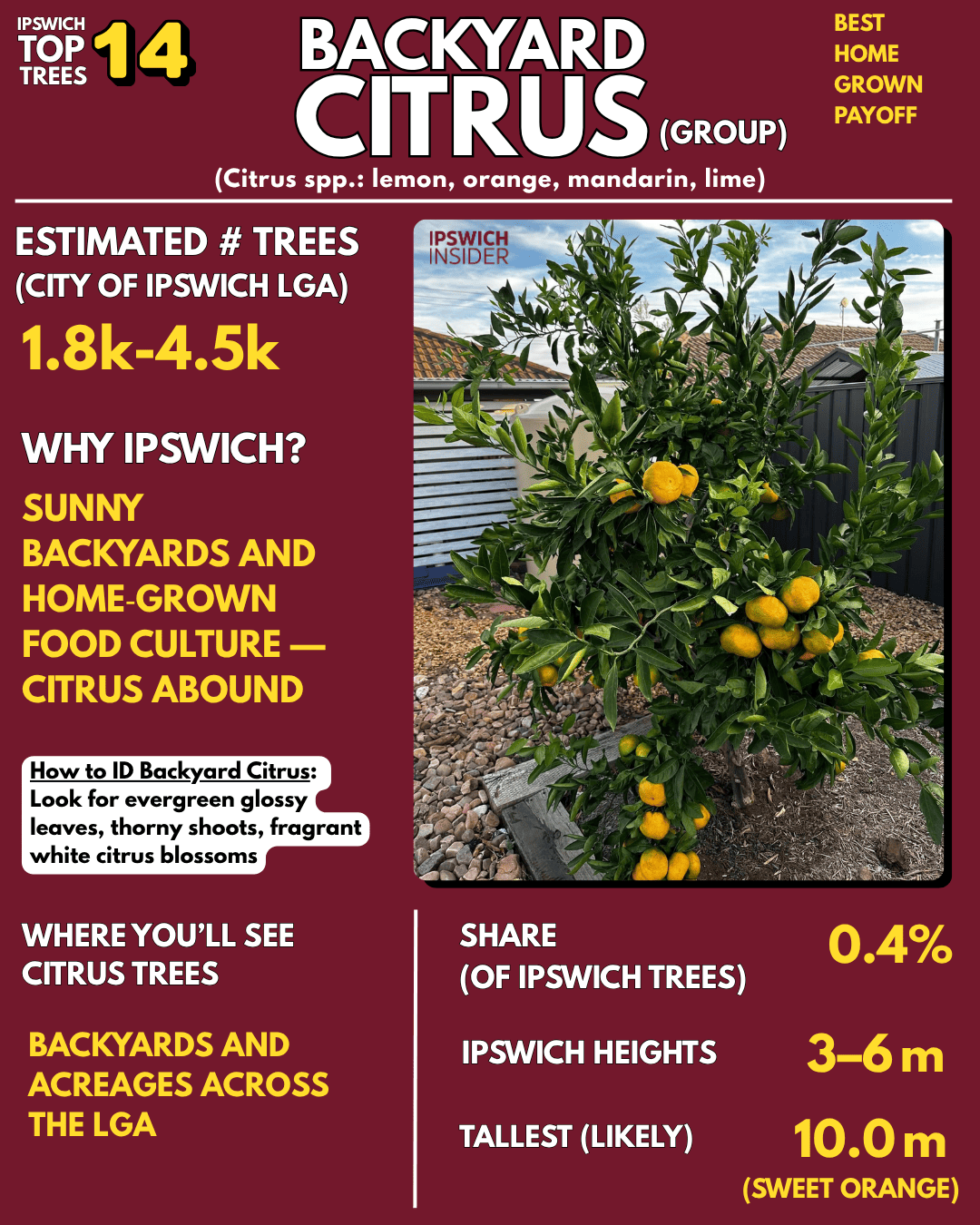 Backyard citrus — evergreen glossy leaves and fragrant white blossoms