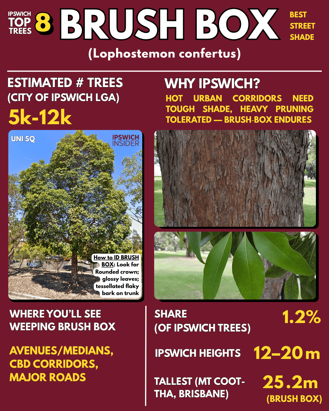 Brush box — rounded street shade tree with glossy leaves