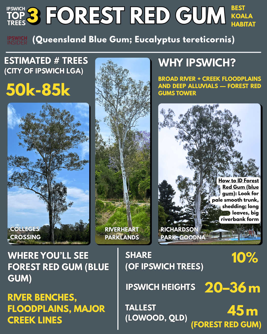Blue gum / Forest red gum — pale smooth trunk and large riverbank form