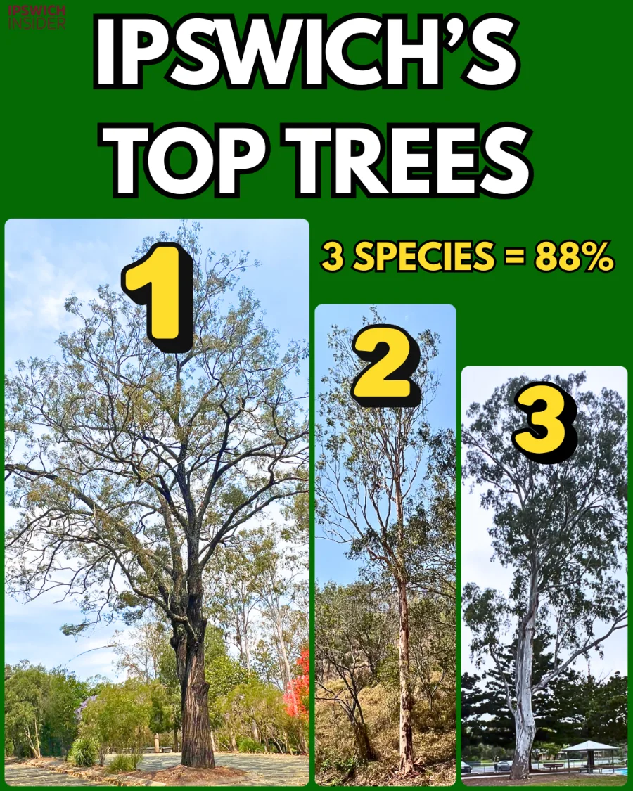 Front Card Top Trees Ipswich (1)