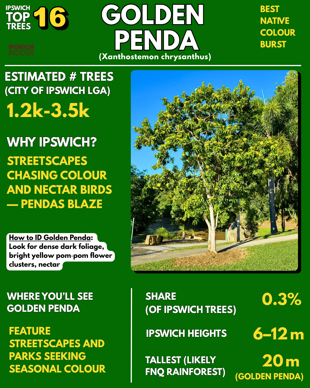 Golden penda — dense foliage with bright golden pom-pom flower clusters