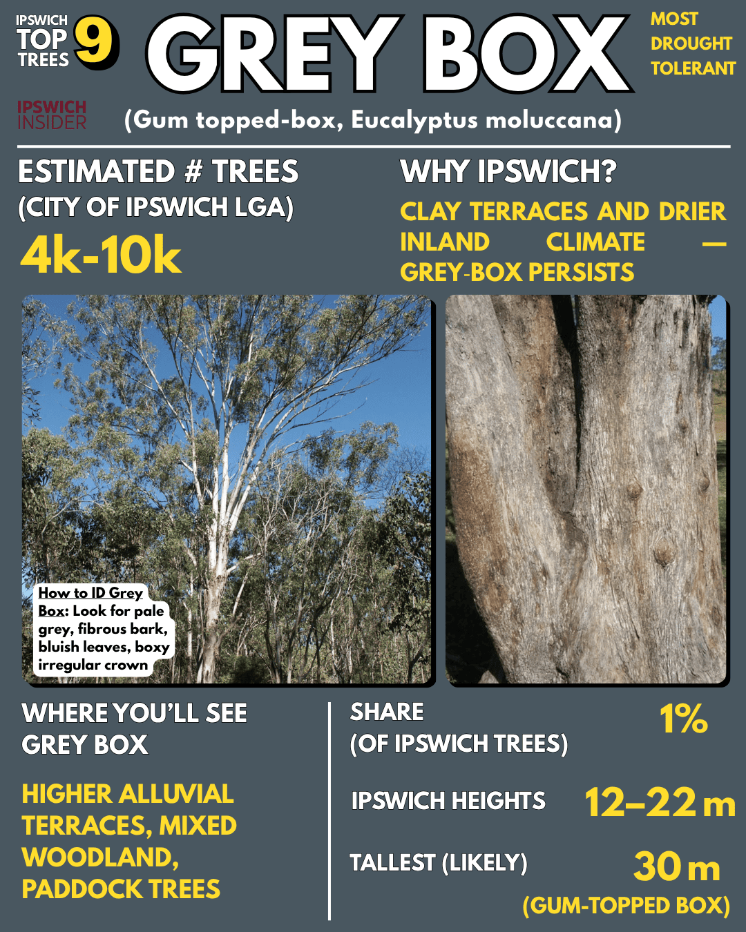 Grey box — pale fibrous bark, bluish leaves, irregular boxy crown