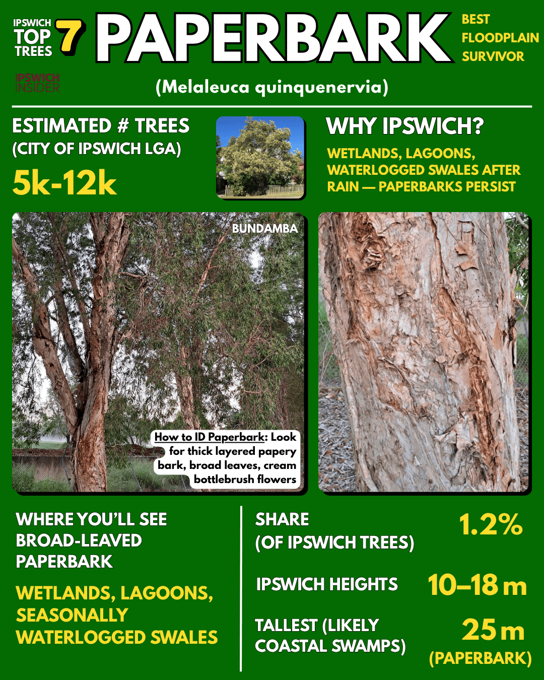 Broad-leaved paperbark — shaggy layered bark with cream bottlebrush flowers