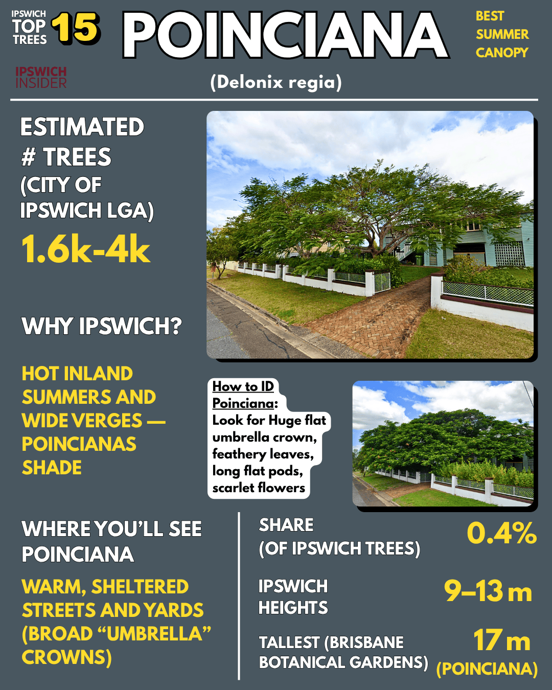 Poinciana — huge flat umbrella crown, scarlet flowers, long flat pods