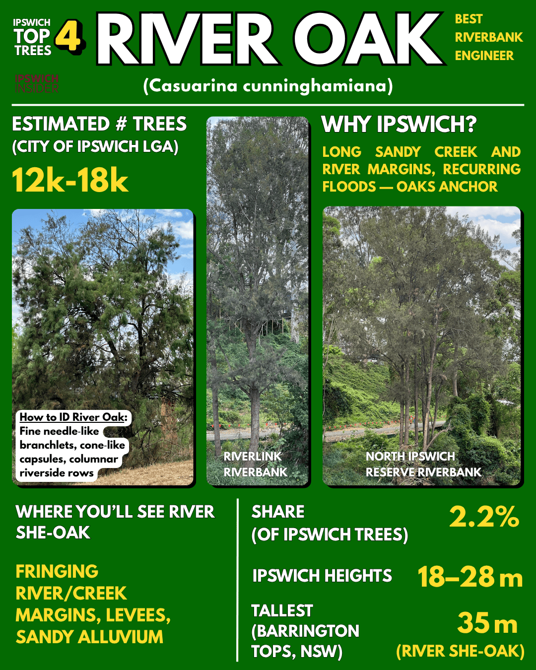 River oak — fine needle-like branchlets and columnar lines along waterways