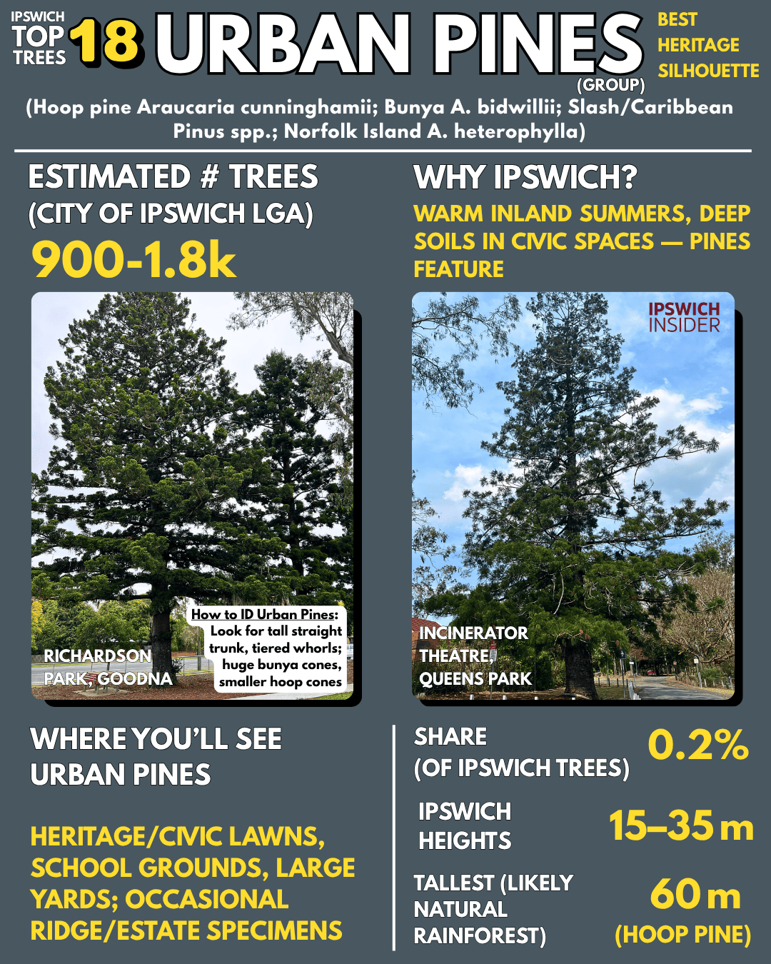 Urban pines — tall straight trunks with tiered whorls; landmark silhouette