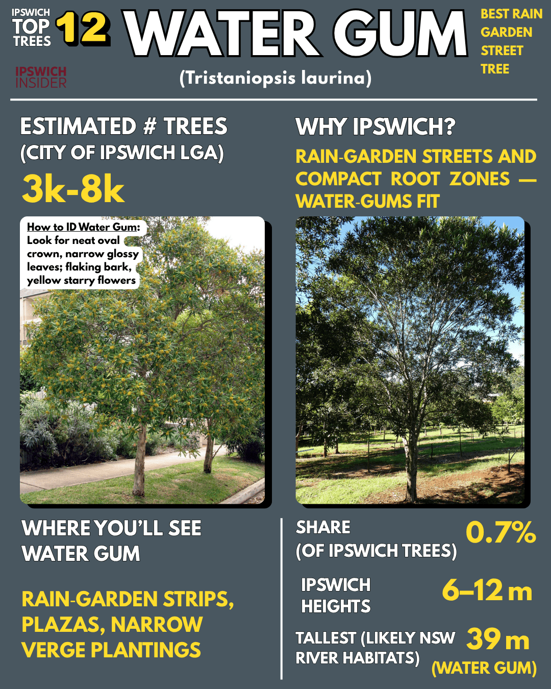 Water gum — neat oval crown, glossy leaves, yellow starry flowers