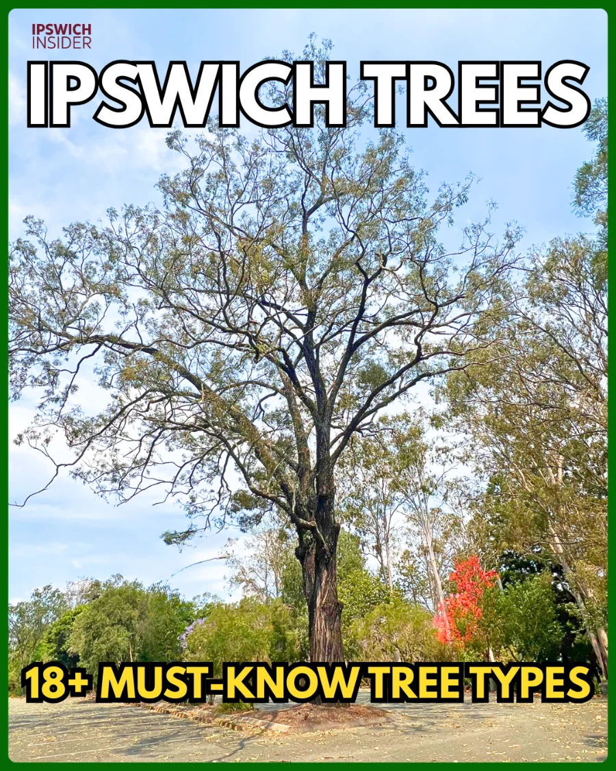 Ipswich Trees Front Card Insta