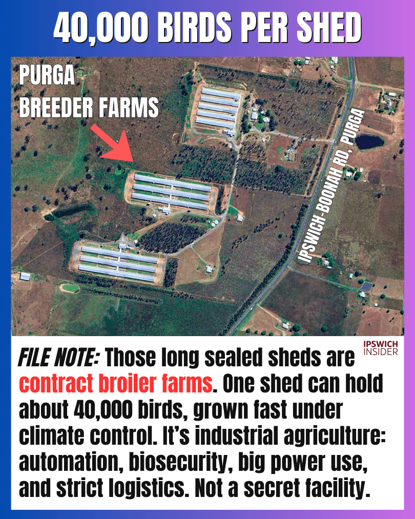 The Ipswich Files card: 40,000 Birds Per Shed, long sealed poultry sheds west of Ipswich