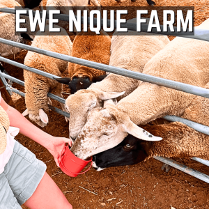 EWE Nique Farm
