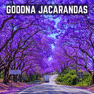 GOODNA JACARANDAS