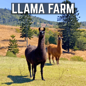 LLAMA FARM