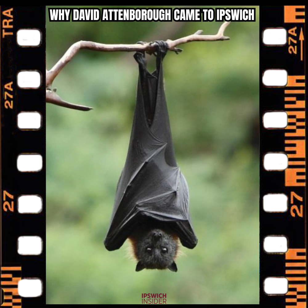 Square Attenborough Wooden Bat Doco Image Card