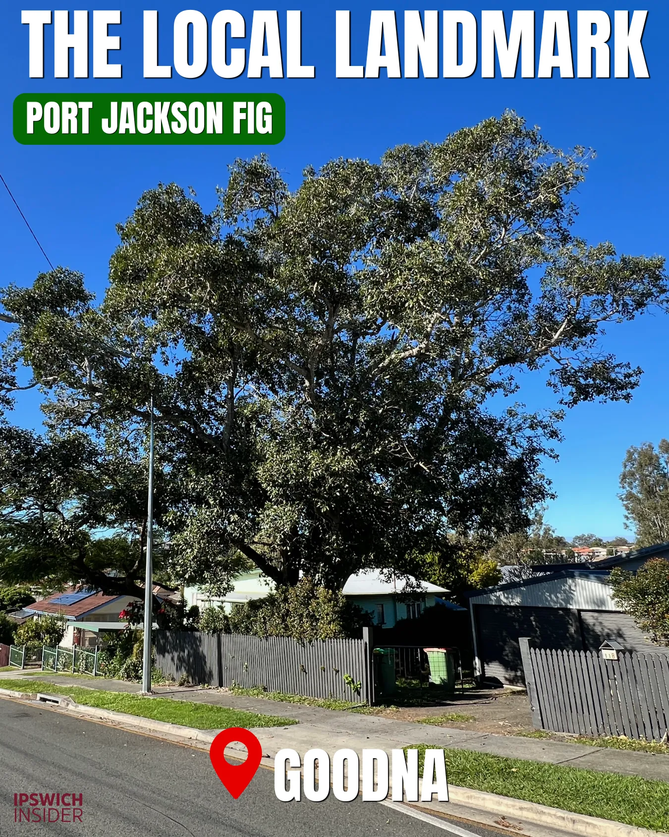 Port Jackson Fig at 118 Alice Street Goodna, Ipswich VPO tree known as The Local Landmark