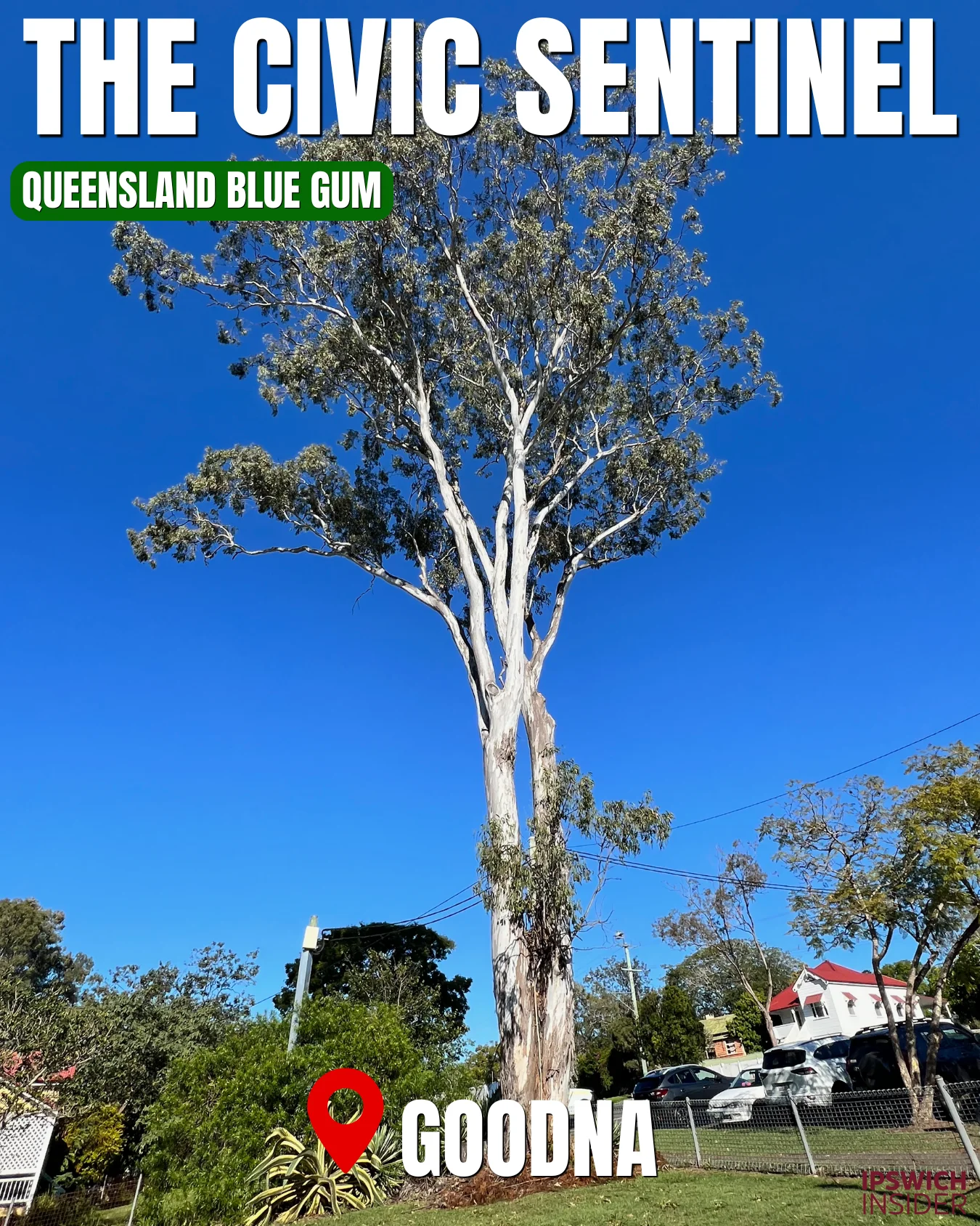 Queensland Blue Gum at 14 Church Street Goodna, Ipswich VPO tree known as The Civic Sentinel