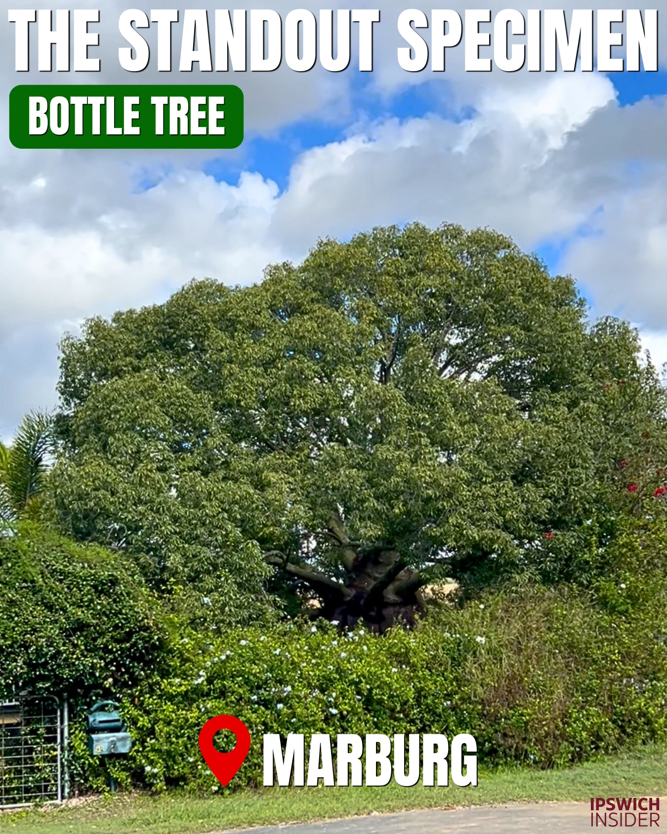 Bottle Tree at 40 Lawrence Street Marburg, Ipswich VPO tree known as The Standout Specimen