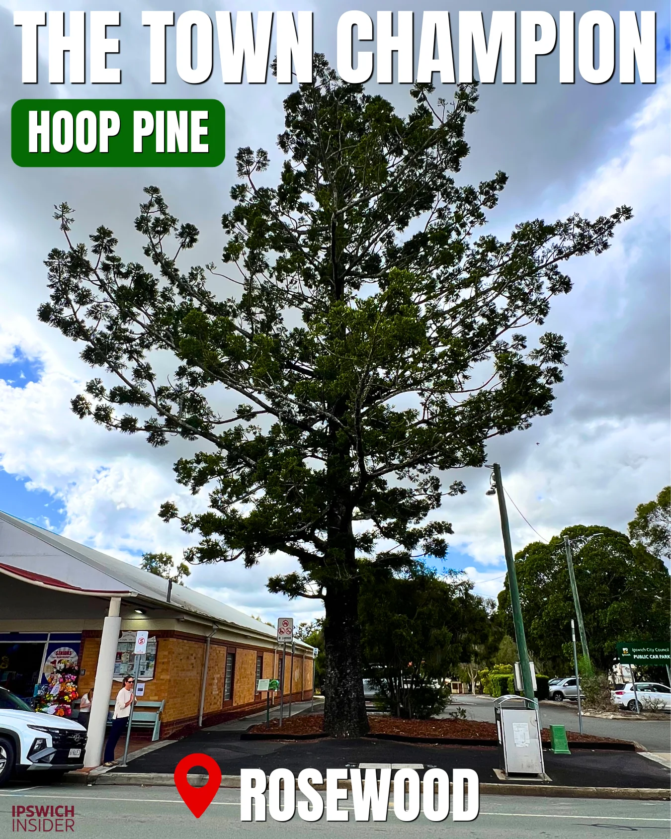 Hoop Pine at 7-9 John Street Rosewood, Ipswich VPO tree known as The Town Champion