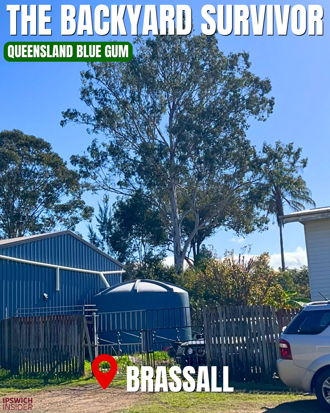 Queensland Blue Gum at 7 Theodore Street Brassall, Ipswich VPO tree known as The Backyard Survivor