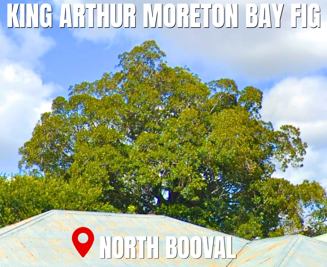 King Arthur Moreton Bay Fig North Booval
