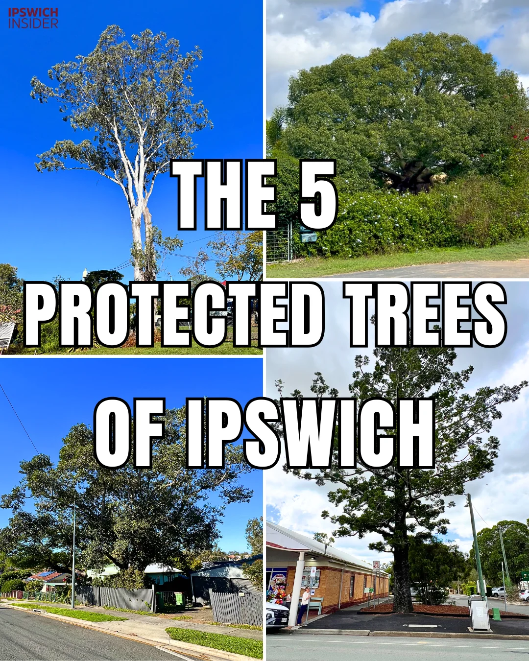 The 5 protected trees of Ipswich title card showing four Vegetation Protection Order tree photos